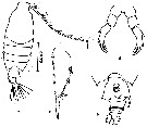 Espce Candacia bispinosa - Planche 3 de figures morphologiques