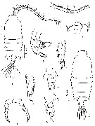 Espce Candacia bipinnata - Planche 7 de figures morphologiques