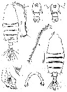 Espce Candacia pachydactyla - Planche 8 de figures morphologiques