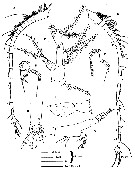 Espce Eucalanus spinifer - Planche 2 de figures morphologiques