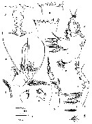 Espce Eucalanus spinifer - Planche 3 de figures morphologiques