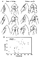 Espce Eucalanus spinifer - Planche 7 de figures morphologiques