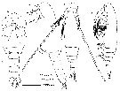 Espce Eucalanus spinifer - Planche 5 de figures morphologiques