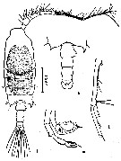 Espce Candacia ethiopica - Planche 7 de figures morphologiques