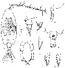 Espce Candacia ethiopica - Planche 6 de figures morphologiques