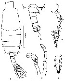 Espce Candacia longimana - Planche 6 de figures morphologiques