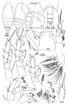 Espce Bradyidius pacificus - Planche 1 de figures morphologiques