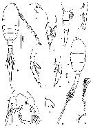 Espce Lucicutia flavicornis - Planche 10 de figures morphologiques