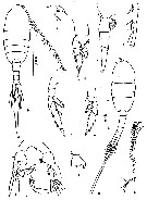 Species Lucicutia flavicornis - Plate 10 of morphological figures