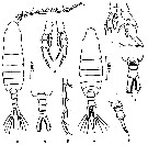 Espce Centropages calaninus - Planche 6 de figures morphologiques