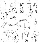 Espce Pleuromamma gracilis - Planche 7 de figures morphologiques