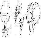 Species Scolecithricella nicobarica - Plate 3 of morphological figures