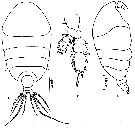 Espce Phaenna spinifera - Planche 12 de figures morphologiques
