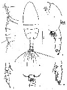 Espce Paraeuchaeta russelli - Planche 5 de figures morphologiques