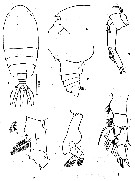 Espce Euchirella amoena - Planche 4 de figures morphologiques