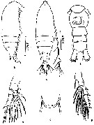 Espce Aetideus acutus - Planche 10 de figures morphologiques