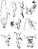 Espce Eucalanus elongatus - Planche 5 de figures morphologiques