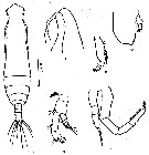 Espce Pareucalanus attenuatus - Planche 15 de figures morphologiques