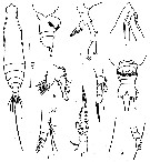 Espce Pareucalanus attenuatus - Planche 14 de figures morphologiques
