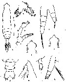 Espce Pareucalanus attenuatus - Planche 13 de figures morphologiques