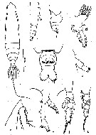 Espce Pareucalanus attenuatus - Planche 12 de figures morphologiques