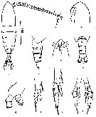 Espce Calanoides carinatus - Planche 6 de figures morphologiques