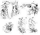 Espce Calanus finmarchicus - Planche 10 de figures morphologiques