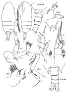 Espce Bradyidius similis - Planche 1 de figures morphologiques