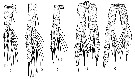 Espce Calanus finmarchicus - Planche 11 de figures morphologiques