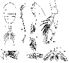 Espce Lucicutia gaussae - Planche 8 de figures morphologiques