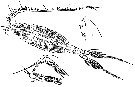 Espce Pleuromamma xiphias - Planche 27 de figures morphologiques