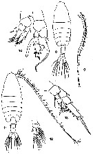 Espce Centropages bradyi - Planche 7 de figures morphologiques