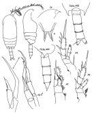 Espce Bradyidius similis - Planche 2 de figures morphologiques