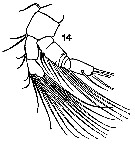 Espce Centropages elongatus - Planche 3 de figures morphologiques