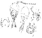 Espce Temora turbinata - Planche 11 de figures morphologiques
