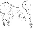 Espce Metridia lucens - Planche 9 de figures morphologiques