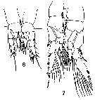 Espce Pleuromamma abdominalis - Planche 11 de figures morphologiques