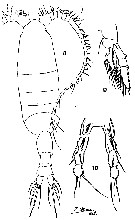 Espce Pleuromamma robusta - Planche 9 de figures morphologiques