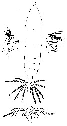 Espce Haloptilus acutifrons - Planche 4 de figures morphologiques