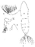 Espce Haloptilus ornatus - Planche 7 de figures morphologiques