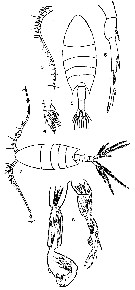 Espce Calanopia elliptica - Planche 6 de figures morphologiques