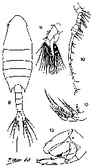 Espce Calanopia thompsoni - Planche 6 de figures morphologiques