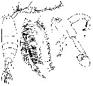 Espce Labidocera acuta - Planche 12 de figures morphologiques