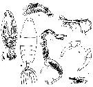 Espce Labidocera pavo - Planche 6 de figures morphologiques