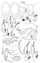 Espce Chiridiella abyssalis - Planche 1 de figures morphologiques