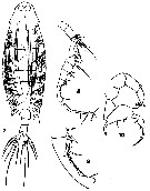 Espce Labidocera kryeri - Planche 10 de figures morphologiques