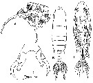 Espce Labidocera japonica - Planche 5 de figures morphologiques