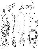 Espce Pontella spinicauda - Planche 2 de figures morphologiques