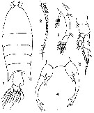 Species Pontellopsis perspicax - Plate 7 of morphological figures