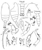 Espce Chiridiella abyssalis - Planche 2 de figures morphologiques